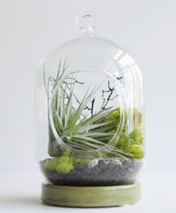 Airplant Terrarium, Made in North Carolina, at Gather in Cary, NC